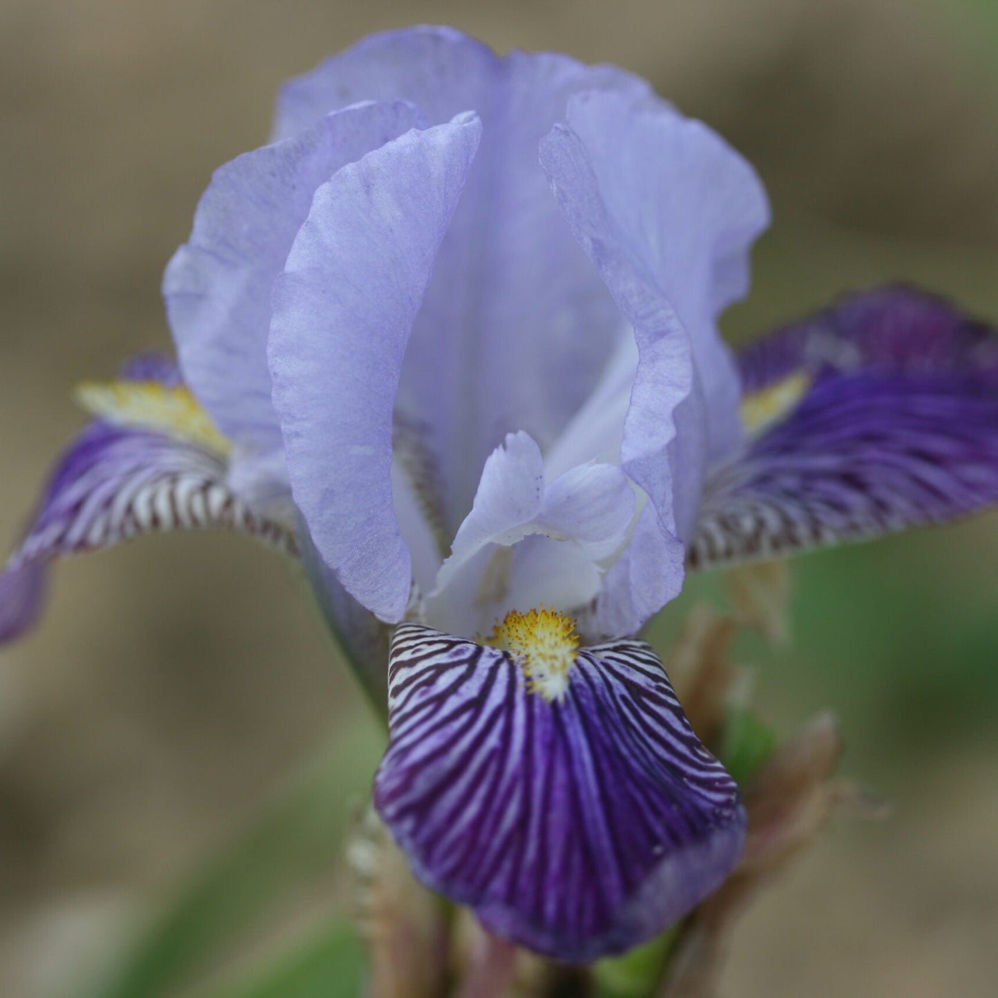 IRIS Neglecta image 0