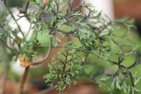 PELARGONIUM myrrhifolium var coriandrifolium image 1