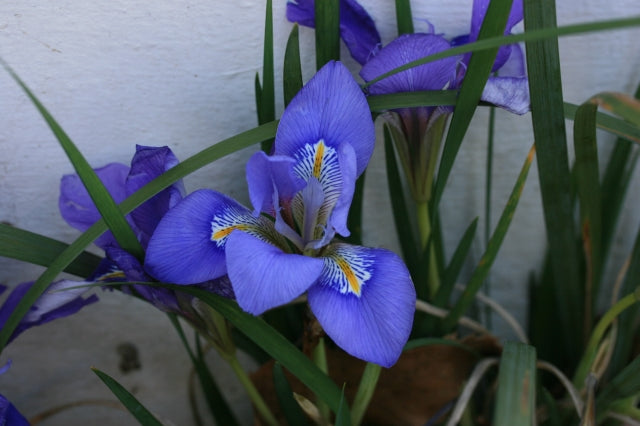 IRIS lazica image 0