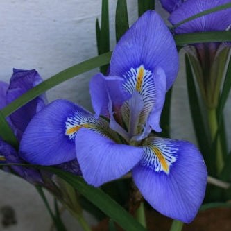 IRIS lazica image 0