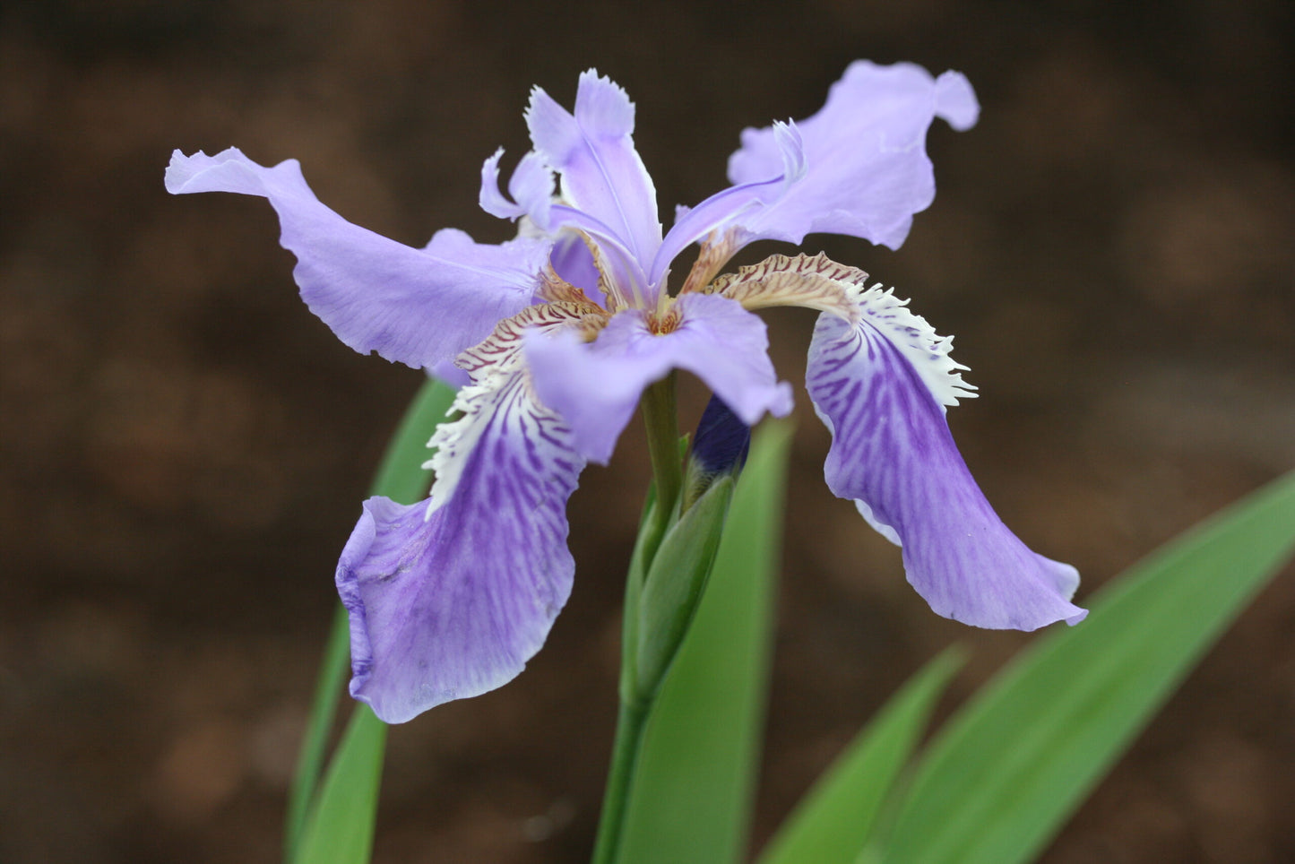 IRIS tectorum image 0