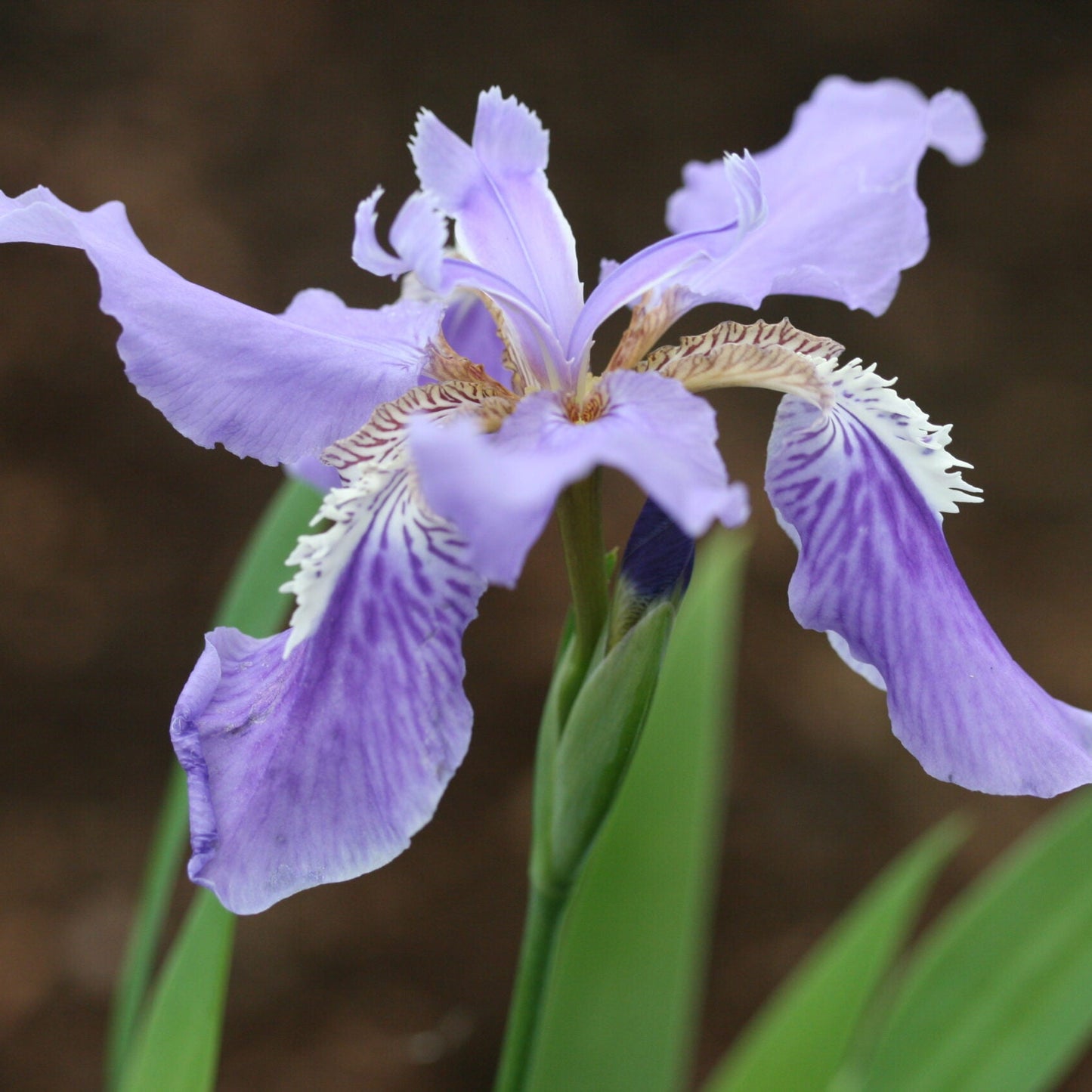 IRIS tectorum image 0