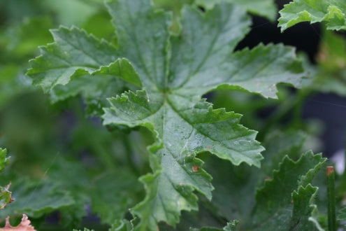 PELARGONIUM Painted Lady image 2
