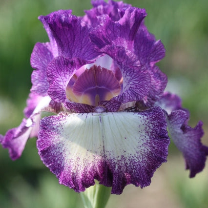 IRIS Mariposa Autumn image 0