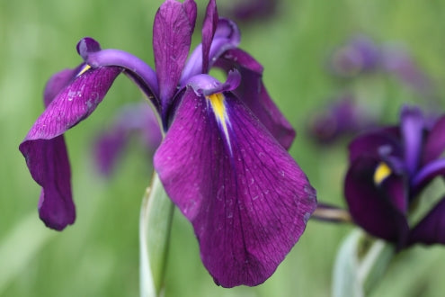 IRIS ensata Variegata image 2