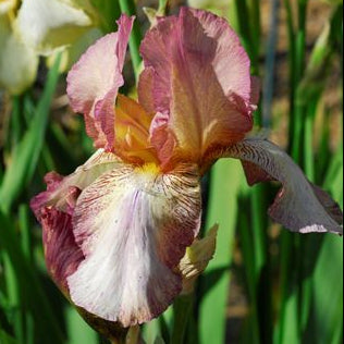 IRIS Benton Daphne image 0