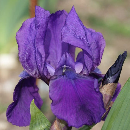 IRIS Blue Boy image 0