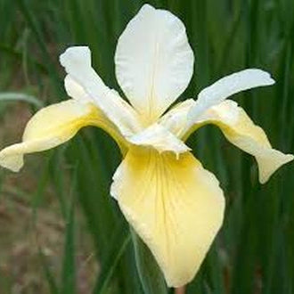IRIS sibirica Dreaming Yellow image 0