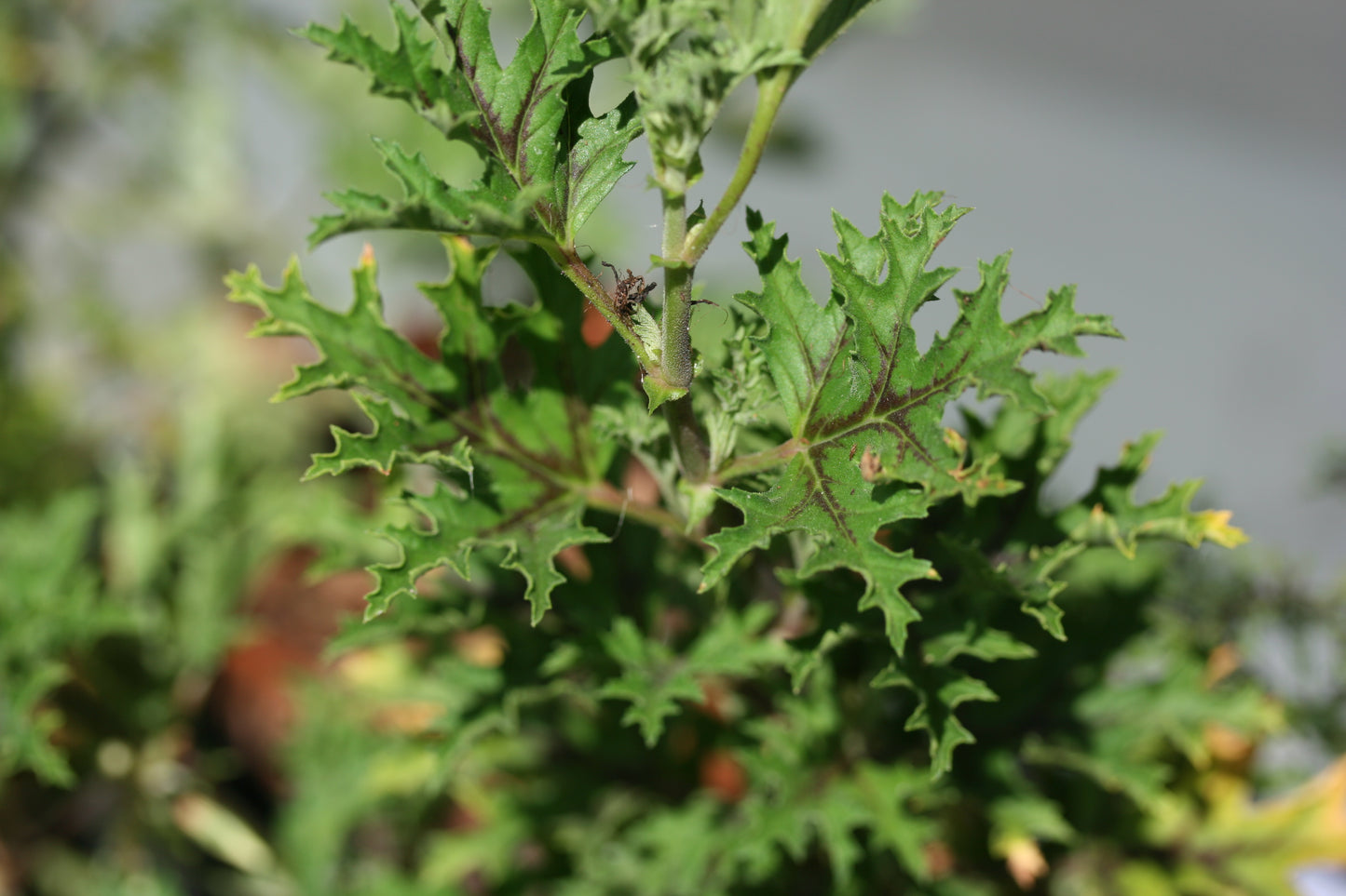 PELARGONIUM pseudoglutinosum image 2