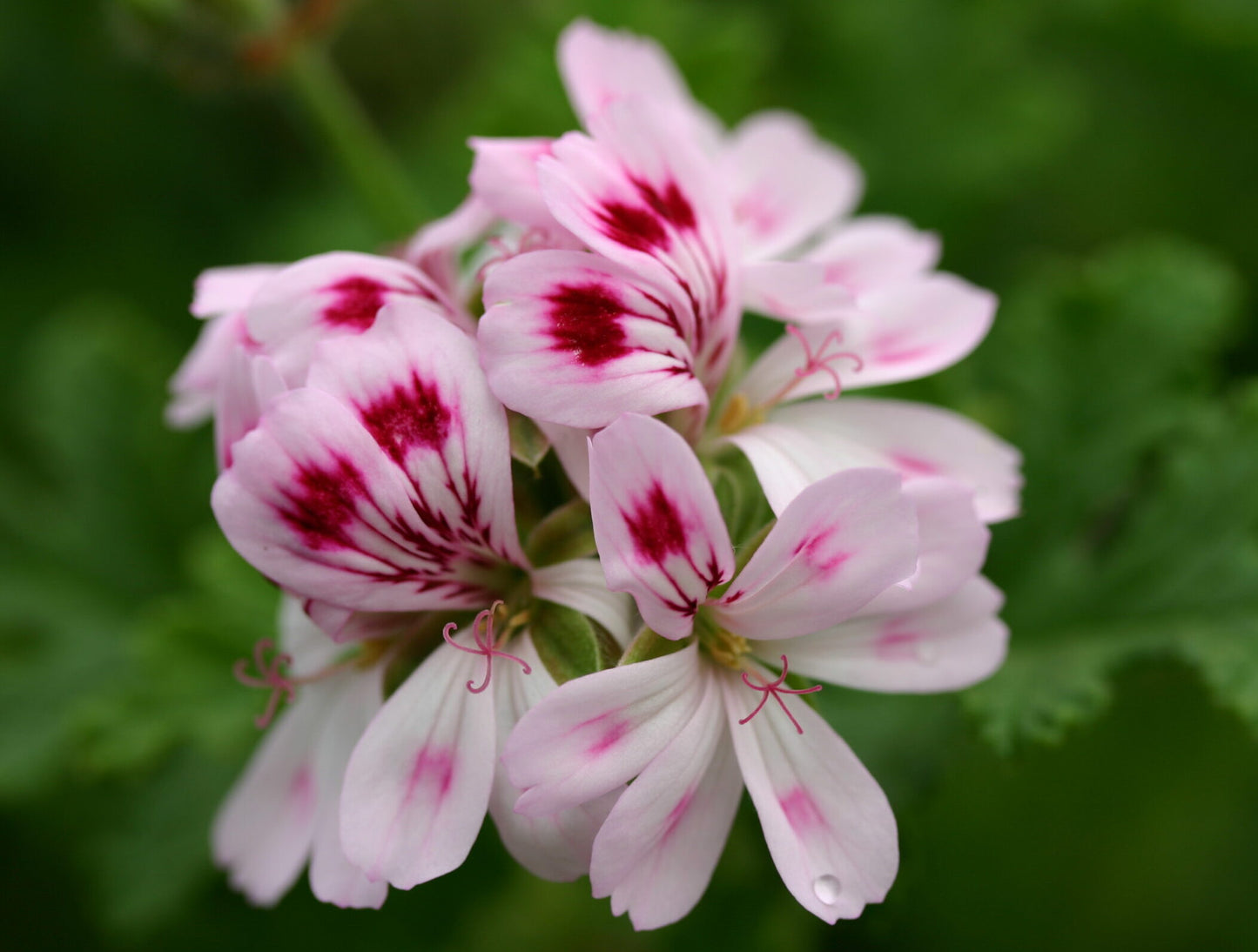PELARGONIUM Fair Ellen image 0