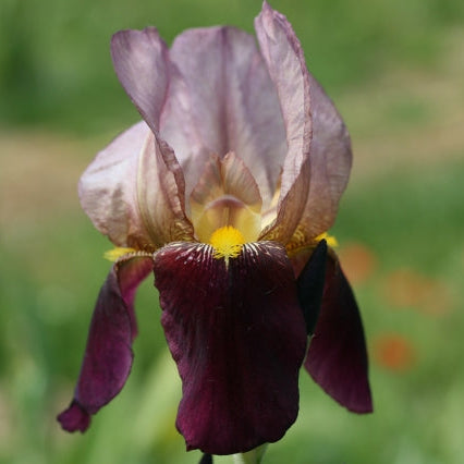 IRIS Indian Chief image 0