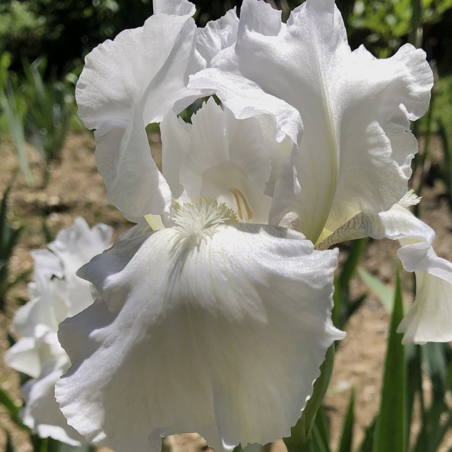 IRIS Immortality image 0