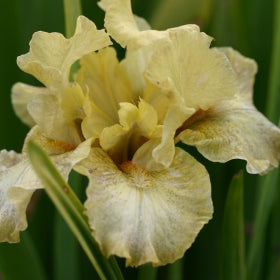 IRIS Goddess Of Green image 0