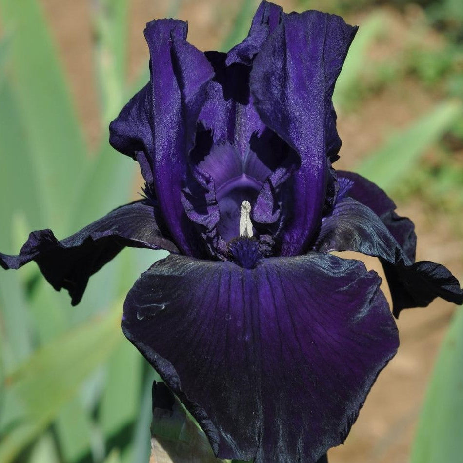 IRIS Draco image 0