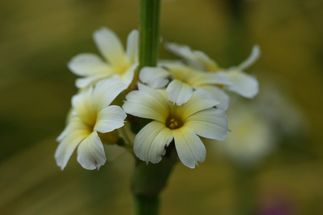 SISYRINCHIUM striatum image 0