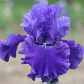 IRIS Indigo Princess image 0