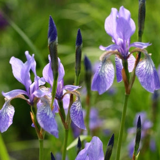 IRIS sibirica Flight of Butterflies image 0