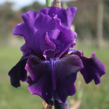 IRIS Rosalie Figge image 0