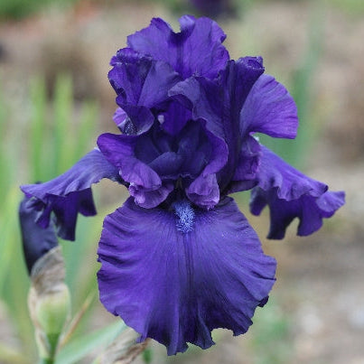 IRIS Dusky Challenger image 0