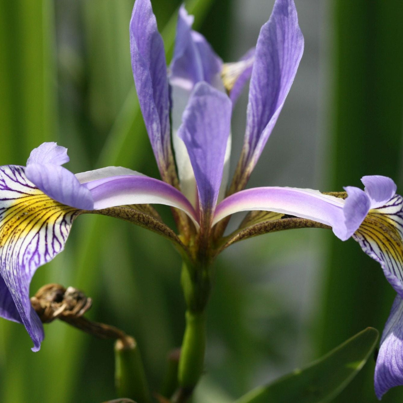 IRIS x robusta Gerald Darby image 0