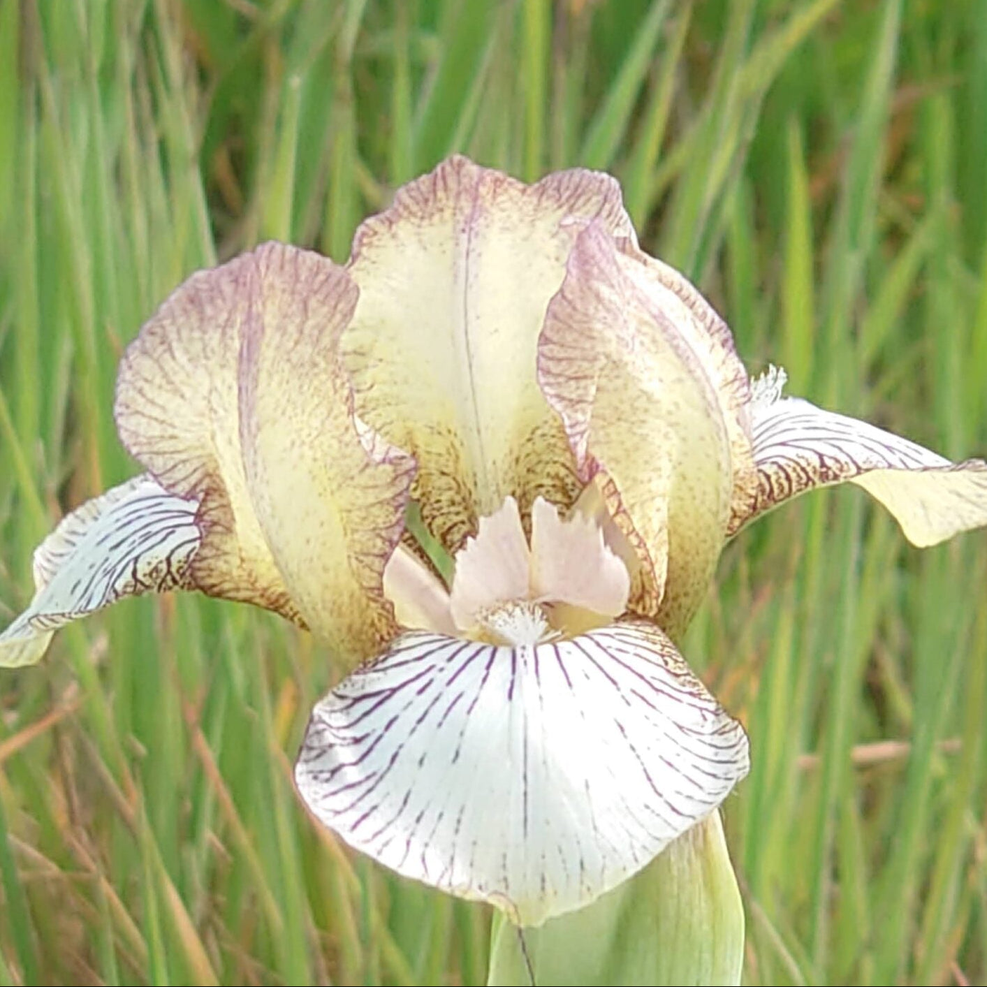 IRIS Tracking image 0