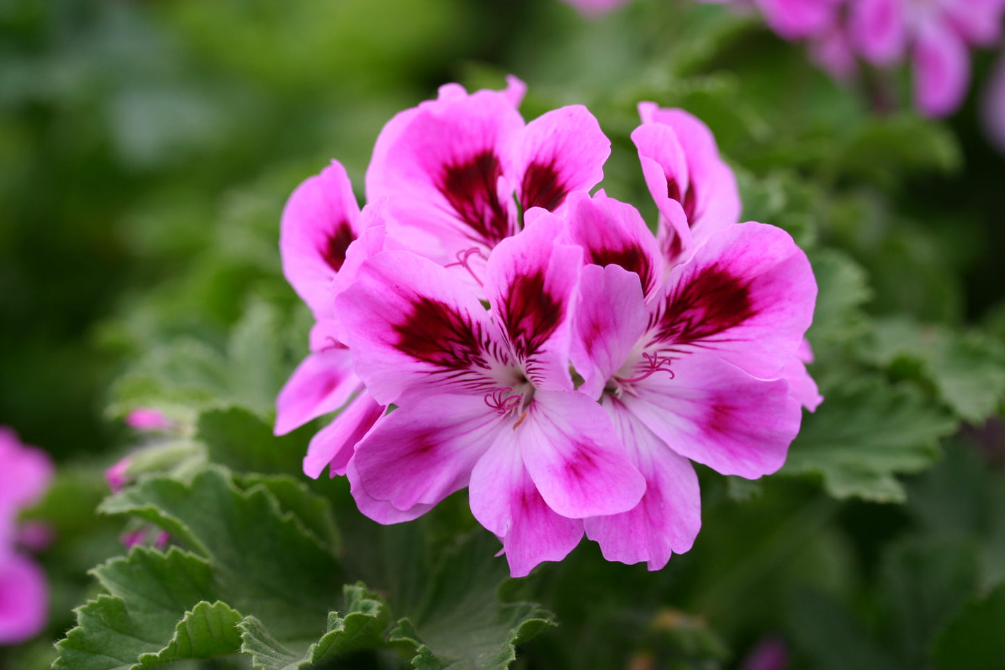 PELARGONIUM Orsett image 0