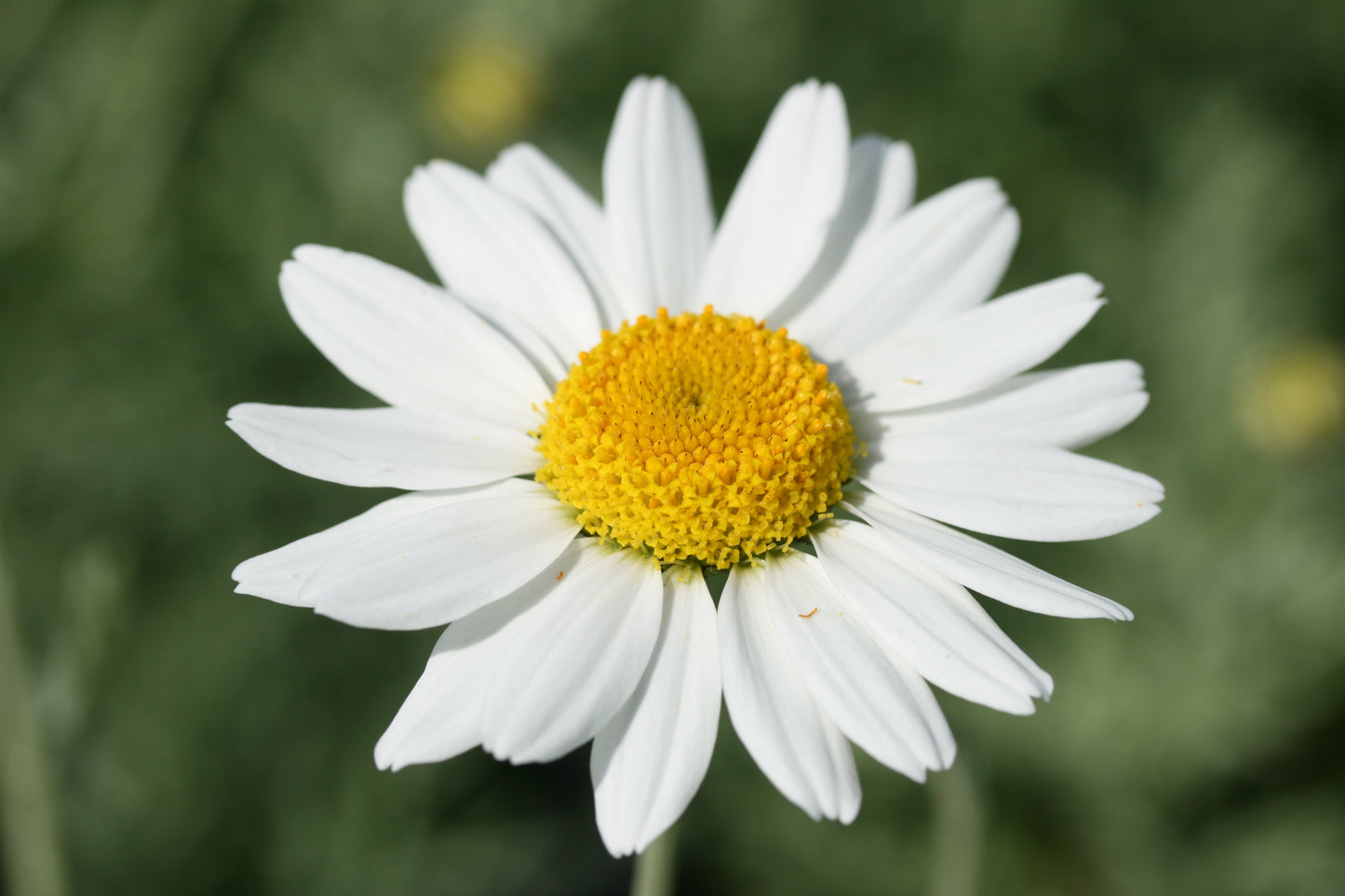 ANTHEMIS cupaniana