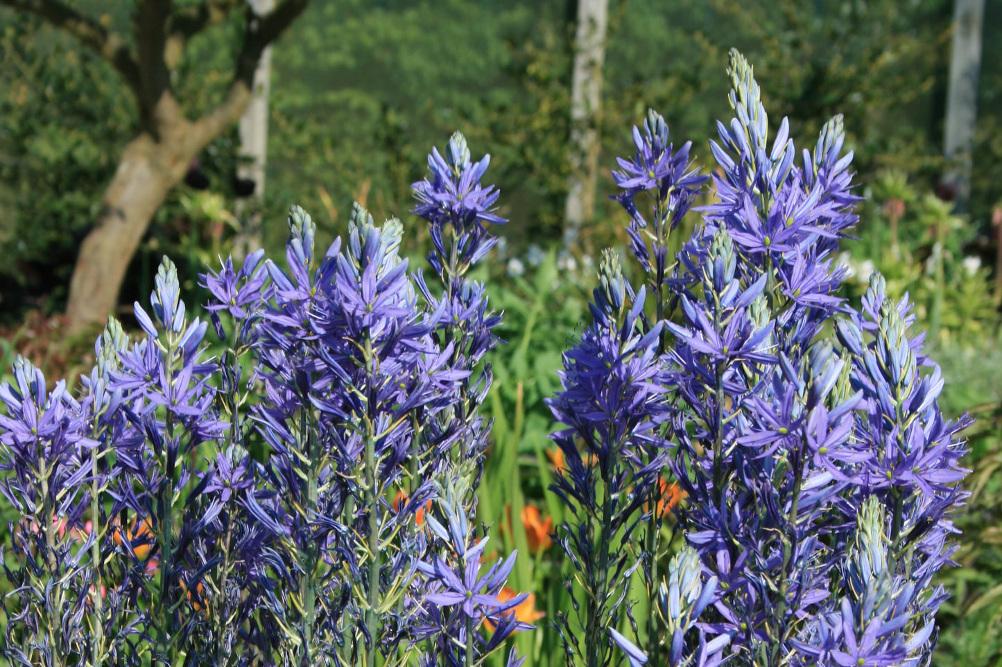 CAMASSIA leichtlinii subsp. suksdorfii Caerulea Group