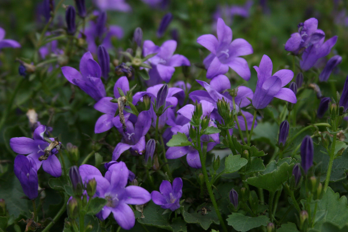 CAMPANULA garganica Mrs Resholt