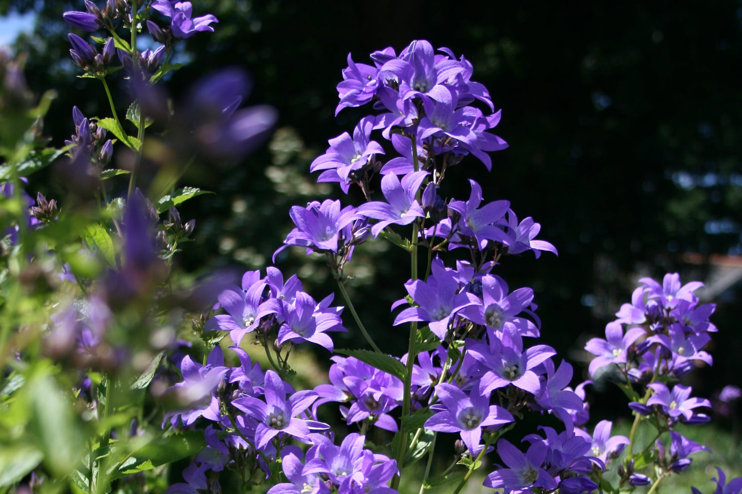 CAMPANULA lactiflora Pritchards Variety