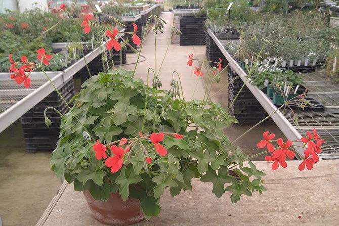 PELARGONIUM tongaense