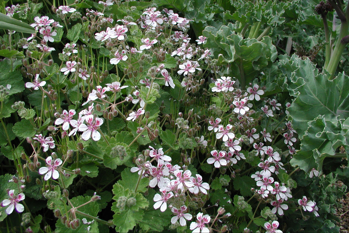 ERODIUM trifolium