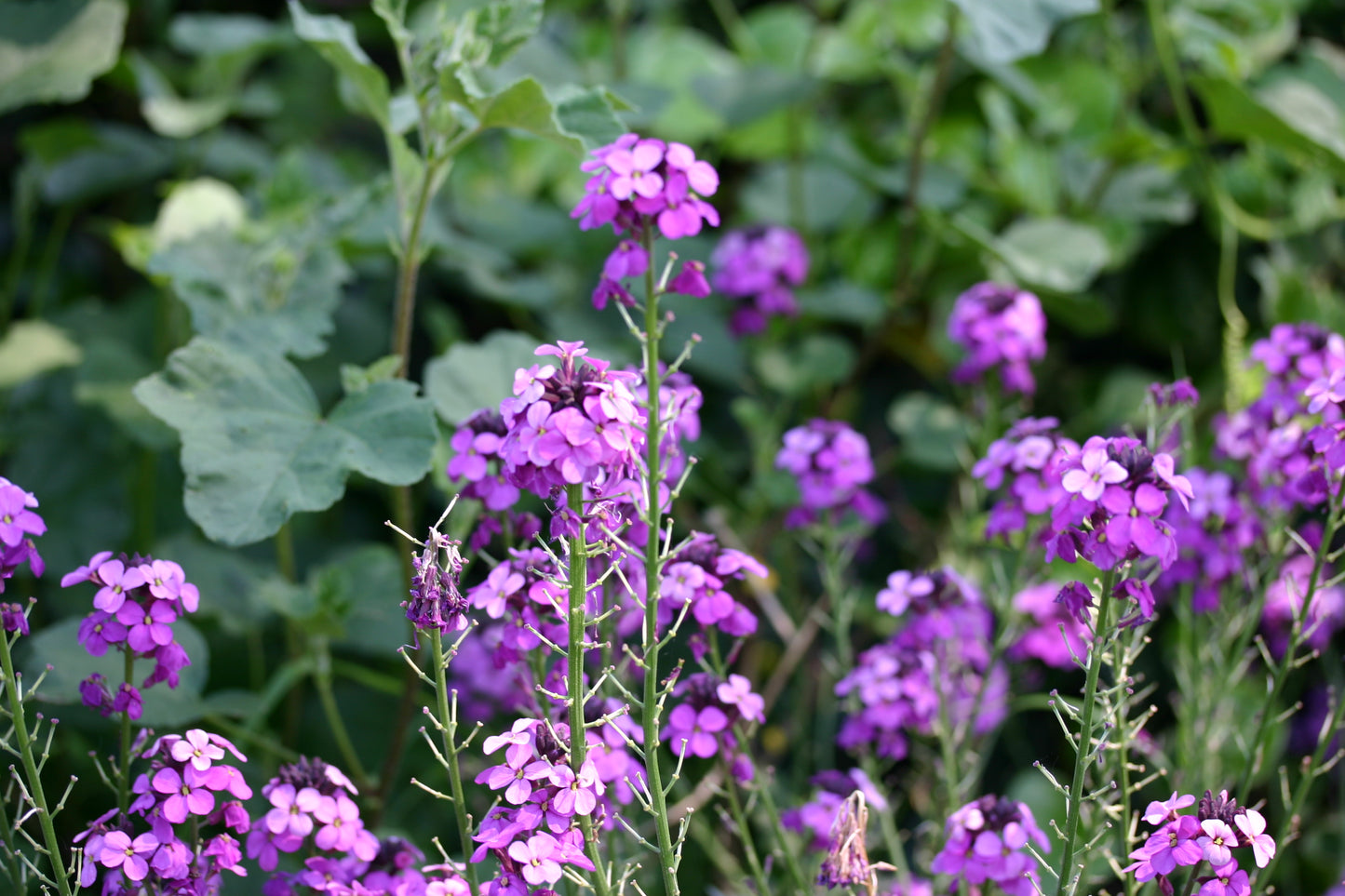 ERYSIMUM Bowles Mauve
