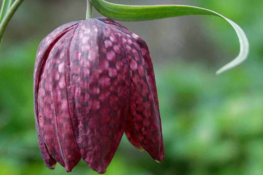 Purple spotted flower with green leaves against a blurred green background