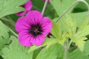 GERANIUM Ann Folkard