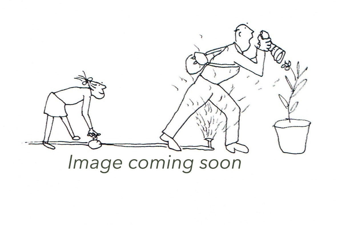 PELARGONIUM Giant Oak