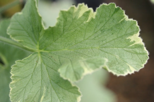 PELARGONIUM Atomic Snowflake leaf