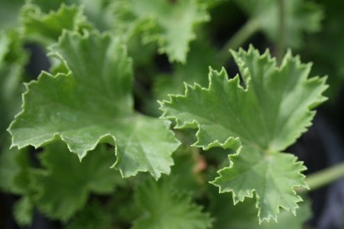 PELARGONIUM Beromunster leaf