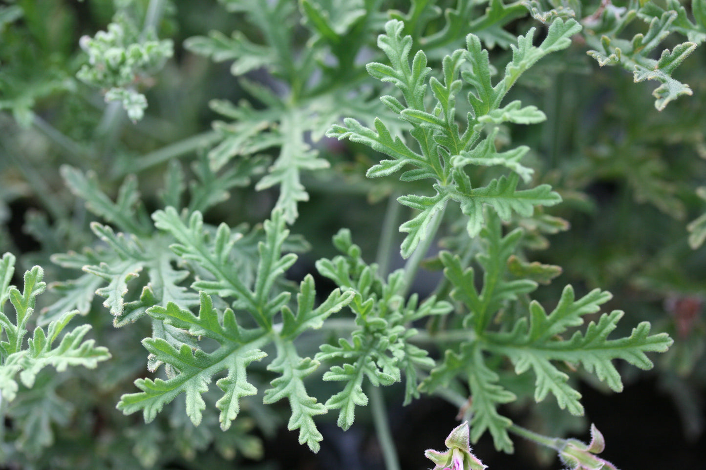 PELARGONIUM Blandfordianum Roseum leaf