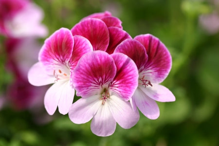 PELARGONIUM Captain Starlight flower