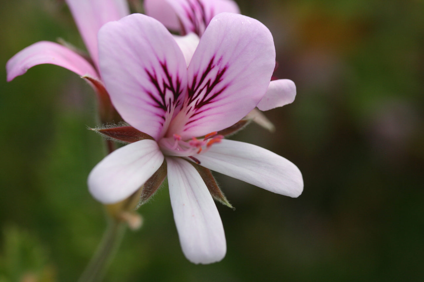 PELARGONIUM Citriodorum flower