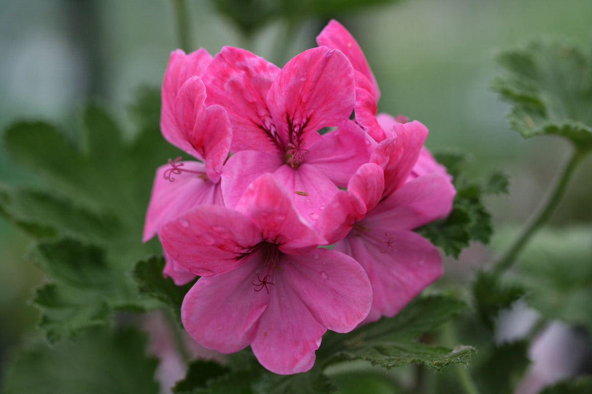 PELARGONIUM Clorinda flower