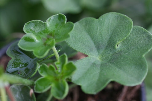PELARGONIUM Dark Red Blizzard leaf