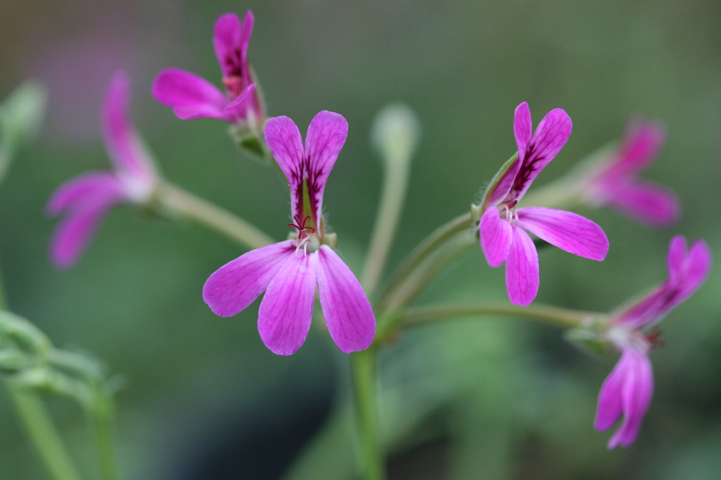 PELARGONIUM Deerwood Lavender Lad flowers