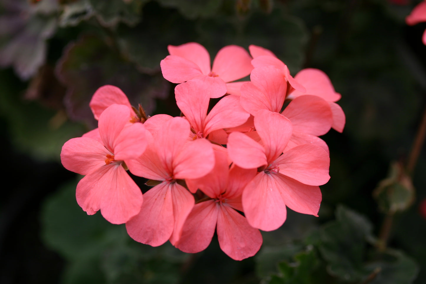 PELARGONIUM Fir Trees Flamingo flower