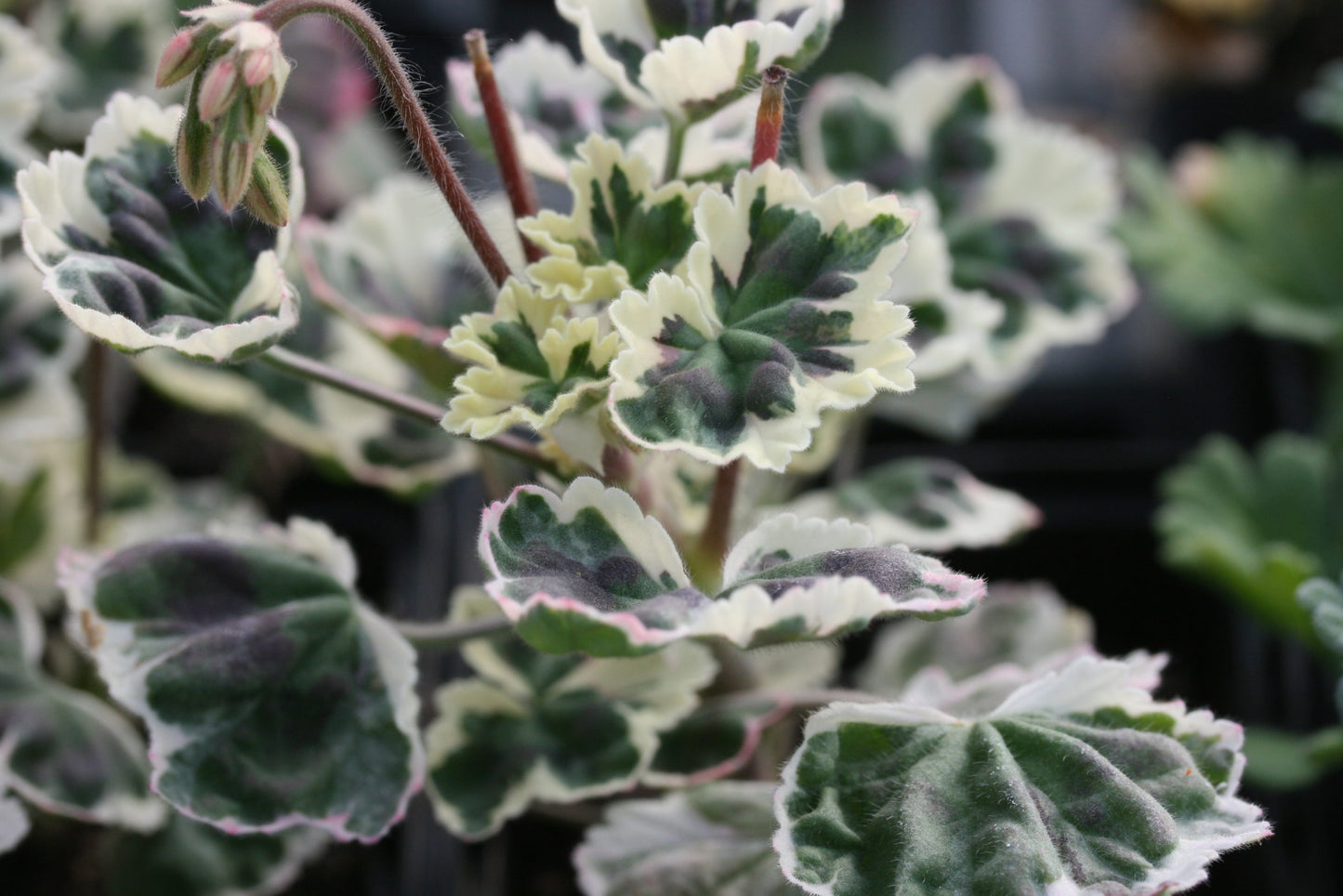PELARGONIUM Frank Headley leaf