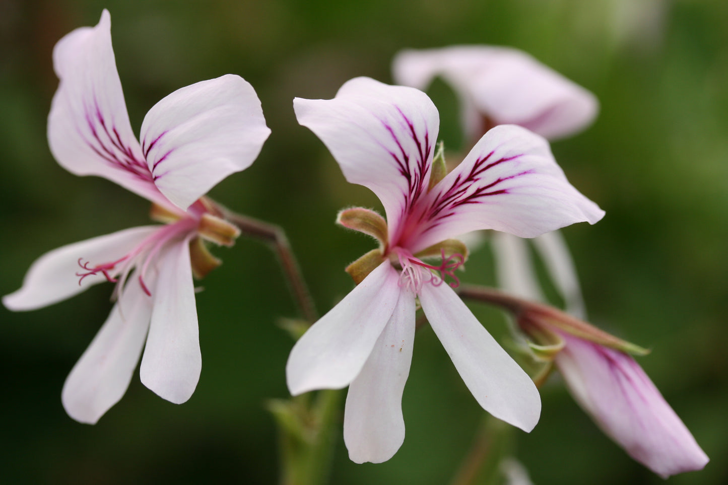 PELARGONIUM Great Glemham flower