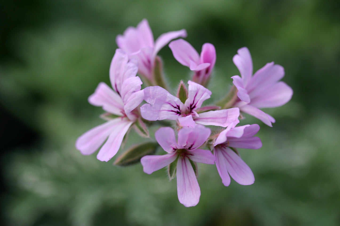 PELARGONIUM Grey Lady Plymouth flower