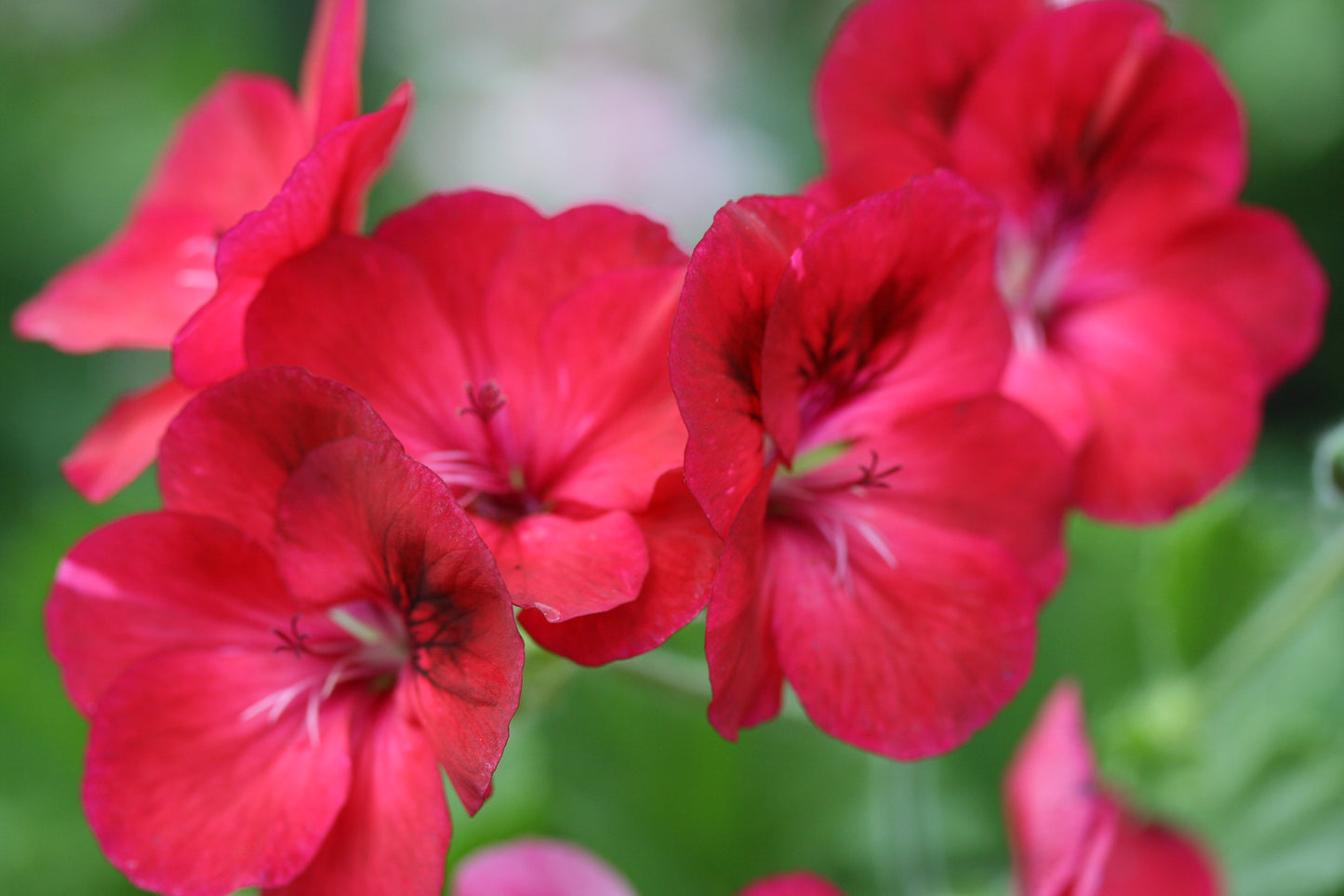 PELARGONIUM Hindoo flower