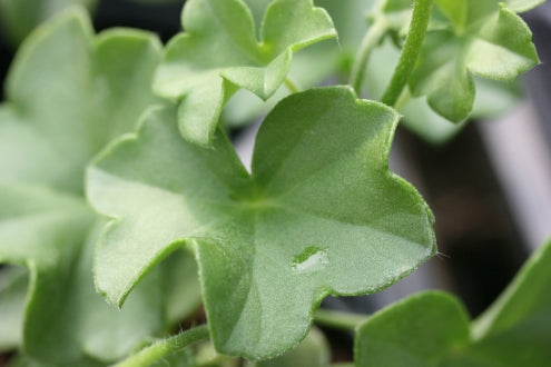 PELARGONIUM Millfield Rose leaf